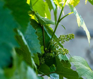 Çiçek açan üzüm tomurcukları, makro