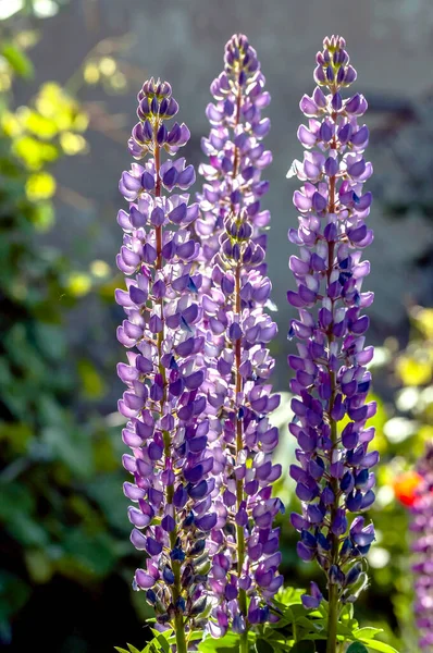 Jasně fialové lupínky kvetou v zahradě — Stock fotografie