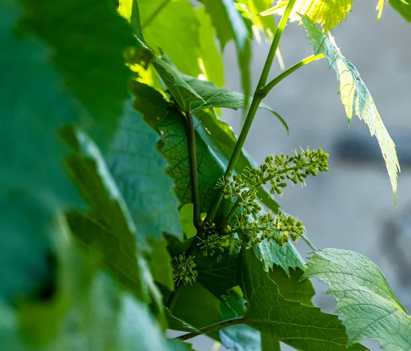 Blooming grape buds, macro — Stock Image Blooming grape buds, macro Stock Picture