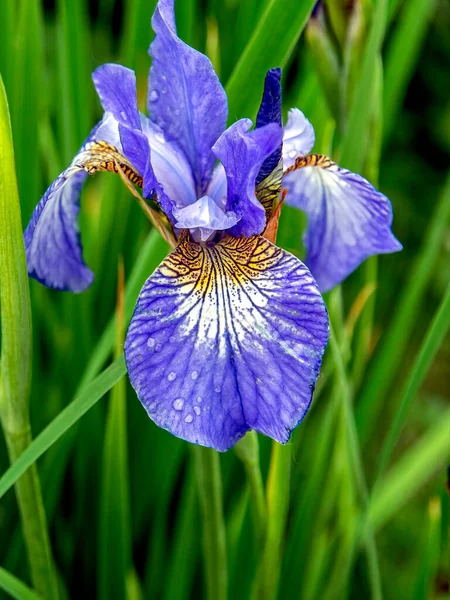 Bahçede çiçek açan beyaz ve mor iris — Stok fotoğraf