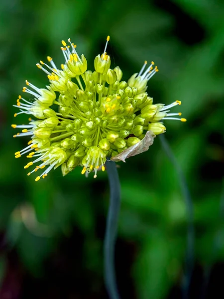 Fleurs d'ail sauvage, une plante au nom latin Allium ursinum — Photo