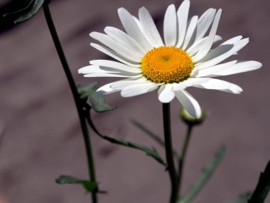 Bahçede bulanık doğal bir arka planda beyaz papatya çiçeği açar.