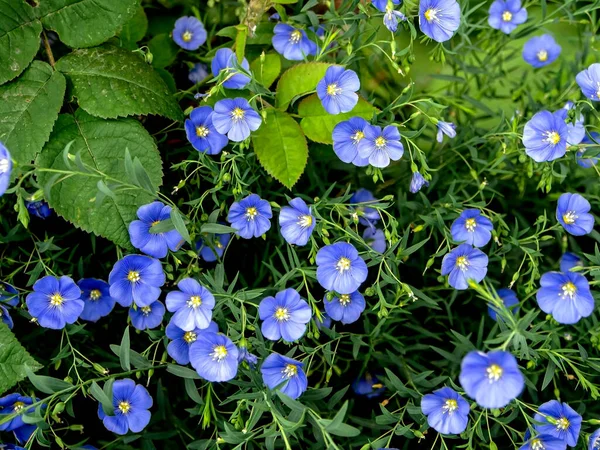 Λεπτή μπλε λουλούδια λινάρι μεταξύ του πράσινου χόρτου — Φωτογραφία Αρχείου