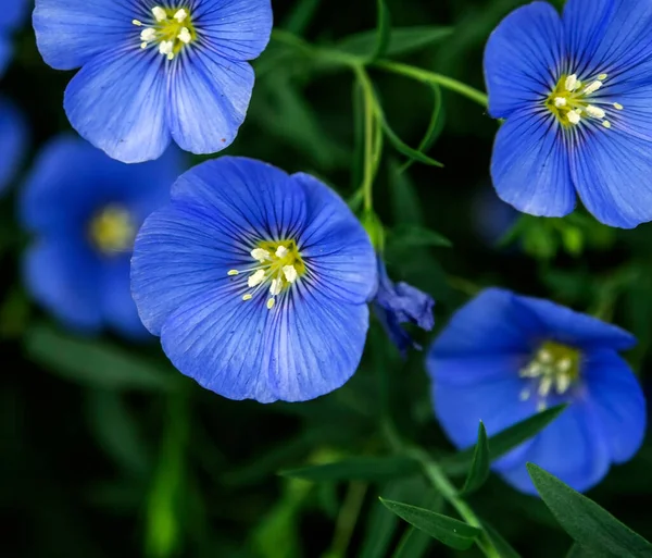 Delicadas flores de linho azul entre a grama verde — Fotografia de Stock