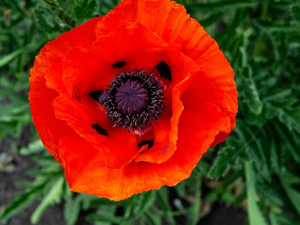 Červený mák na zahradě, makro — Stock fotografie