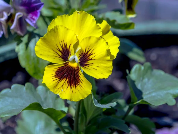 Çok Renkli Çiçekler Bahçedeki Büyük Boy Çiçekleri — Stok fotoğraf