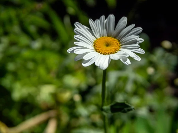 Біла ромашка цвіте в саду на розмитому природному фоні — стокове фото