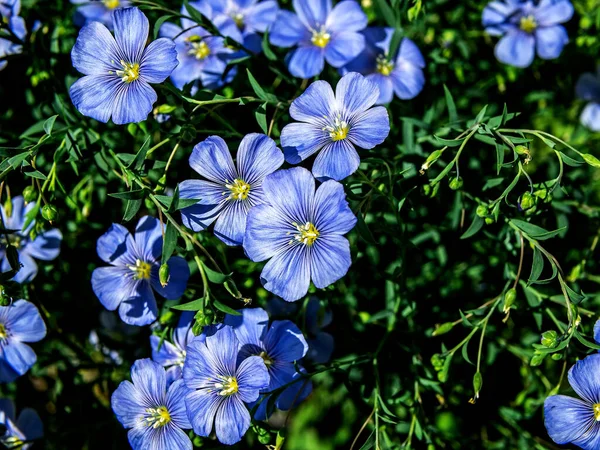 Delicate blue flax flowers among the green grass — Stock Photo, Image