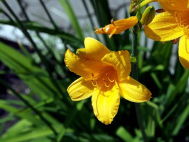 Güneşin aydınlattığı güzel sarı zambaklar.