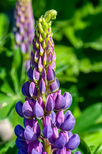 太陽に照らされた庭には鮮やかな紫色の花が咲き — ストック写真