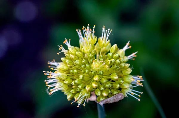 Fleurs Ail Sauvage Une Plante Nom Latin Allium Ursinum Macro — Photo