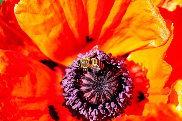 Bin Pollinerar Vallmoblommor Trädgården Solig Morgon Makro — Stockfoto