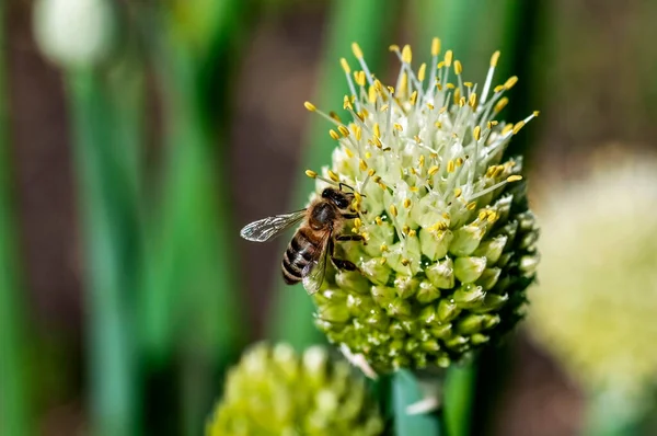 bee collects nectar on a blooming onion, macro, narrow focus zone