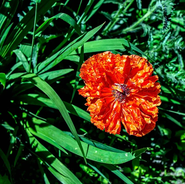 Bahçedeki Alışılmadık Kırmızı Gelincik Buruşmuş Kağıt Yaprakları Gibi Sabah Güneşiyle — Stok fotoğraf