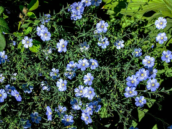 Jemné Modré Lněné Květy Rostliny Latinským Názvem Linum Usitatissimum Mezi — Stock fotografie