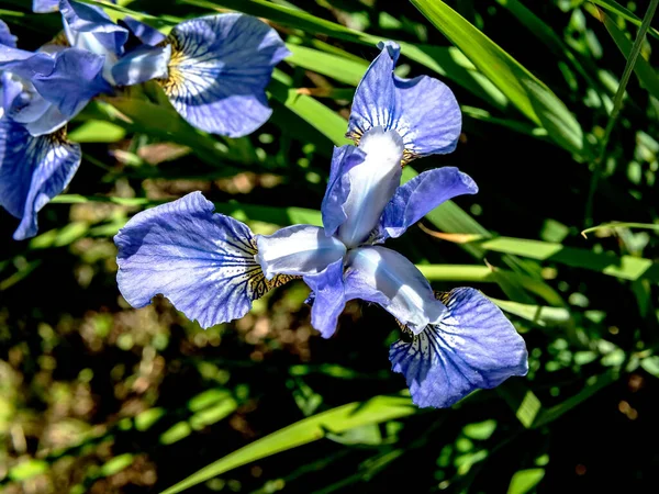 花园里的白色和蓝色的虹膜花 宏观的 顶部的 — 图库照片