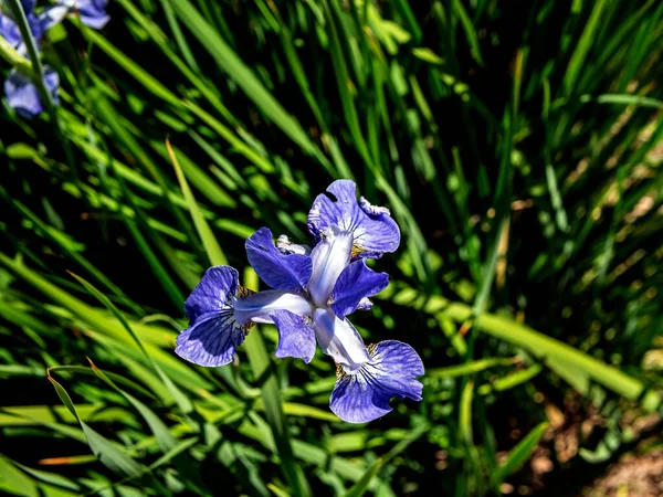 Fiori Iris Bianchi Blu Giardino Macro Vista Dall Alto — Foto Stock
