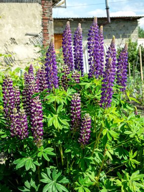 Mor Lupin sabah erkenden bahçede açar.