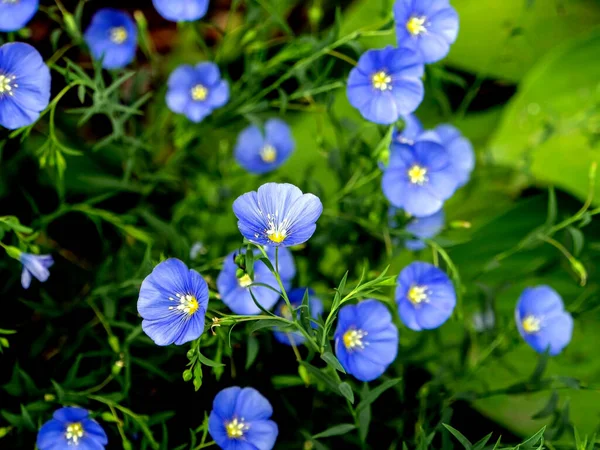 Delicate Blue Flax Flowers Plants Latin Name Linum Usitatissimum Green — Stock Photo, Image