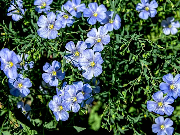 Delicadas Flores Lino Azul Plantas Con Nombre Latino Linum Usitatissimum — Foto de Stock