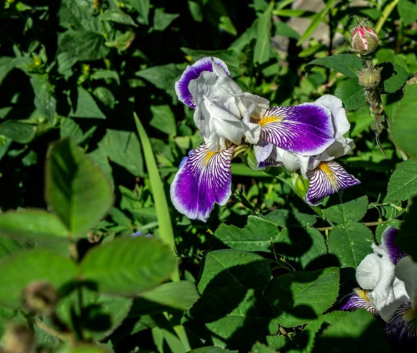 Sabahın Erken Saatlerinde Bahçede Çiçek Açan Beyaz Mor Göz — Stok fotoğraf