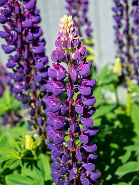 Púrpura Lupin Floresce Jardim Início Manhã — Fotografia de Stock