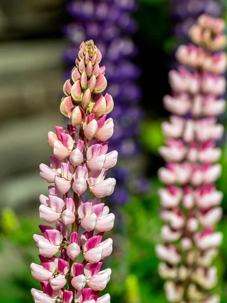 Die Rosa Lupine Blüht Frühen Morgen Garten — Stockfoto