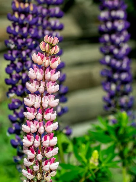 Die Rosa Lupine Blüht Frühen Morgen Garten — Stockfoto