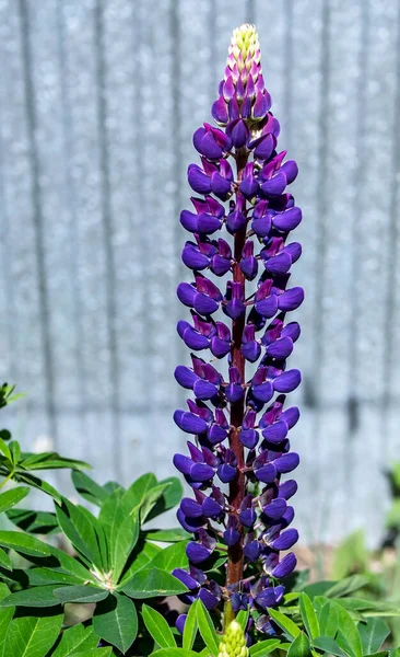 Púrpura Lupin Floresce Jardim Início Manhã — Fotografia de Stock