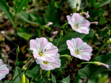 Yosun çiçekleri, Latince adı Convolvulus arvensis olan bitkiler bir çayırda
