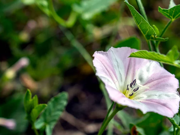 Bindweed Flowers Plants Latin Name Convolvulus Arvensis Meadow — Stock Photo, Image