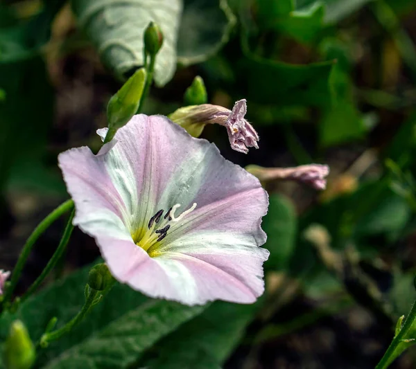 Bindweed Virágok Növények Latin Nevével Convolvulus Arvensis Réten — Stock Fotó