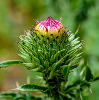 Devedikeni Bud, Latince adı Carduus olan bir bitki yakında çiçek açacak.