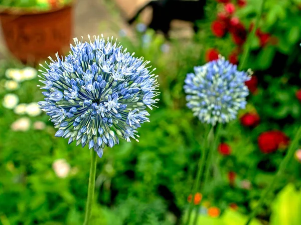 blooming blue decorative onion plant with the Latin name Allium caeruleum on a blurred natural background, macro, narrow focus zone