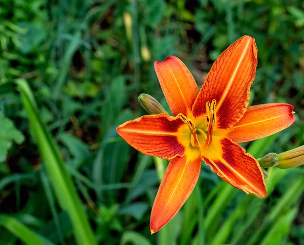 Lirios Color Naranja Brillante Jardín Contra Paisaje Natural Borroso —  Fotos de Stock