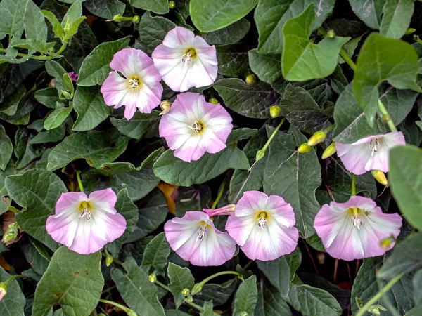 Bindweed Flowers Plants Latin Name Convolvulus Arvensis Meadow — Stock Photo, Image