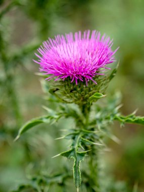Güzel parlak devedikeni çiçeği, yeşil doğal arka planda Latince adı Carduus olan bitkiler.