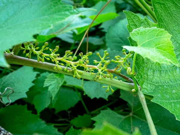 Blooming grape buds, macro, narrow focus area — Stock Image Blooming Grape Buds Macro Narrow Focus Area Stock Picture