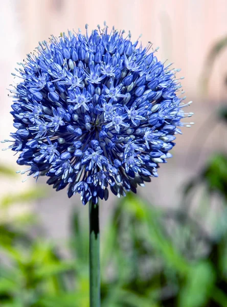 Blooming Blue Decorative Onion Plant Latin Name Allium Caeruleum Blurred — Stock Photo, Image