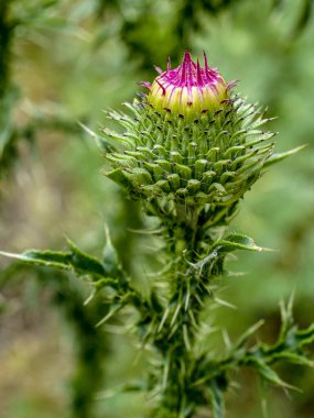 Devedikeni Bud, Latince adı Carduus olan bir bitki yakında çiçek açacak.