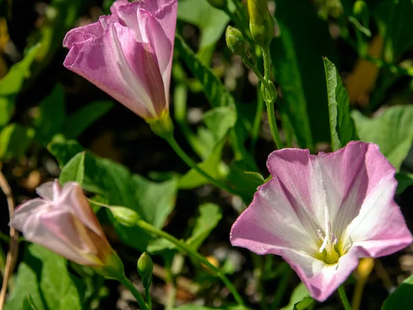 Bindweed Flowers Plants Latin Name Convolvulus Arvensis Meadow — Stock Photo, Image