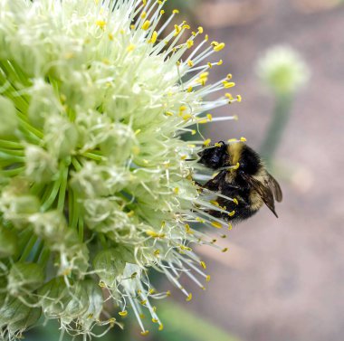 yaban arısı polenleri çiçek açan soğanlar, makro, dar odak bölgesi