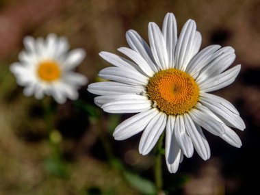 Bahçede bulanık doğal bir arka planda beyaz papatya çiçeği açar, makro.