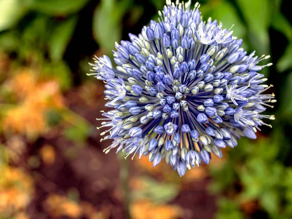 Kvetoucí Modrá Dekorativní Cibule Latinským Názvem Allium Caeruleum Rozmazaném Přírodním — Stock fotografie