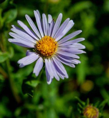 Açık mor yapraklı güzel çiçek, Latince adı Erigeron Annuus bulanık doğal arka plan, dar odak alanı, makro