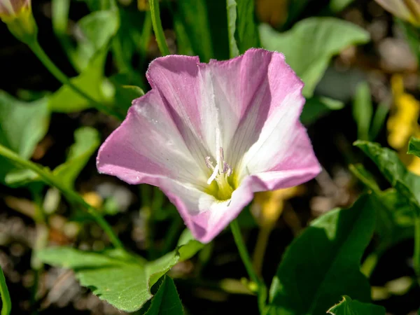 Bindweed Flowers Plants Latin Name Convolvulus Arvensis Meadow — Stock Photo, Image