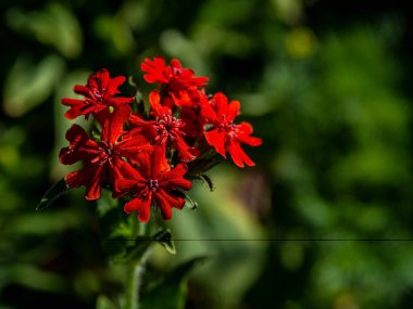 Lychnis 'in kırmızı çiçekleri, bahçede Latince adı Lychnis chalcedonica olan bitkiler.