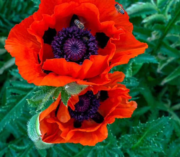 Bees Pollinate Poppy Flowers Garden Sunny Morning Macro — Stock Photo, Image