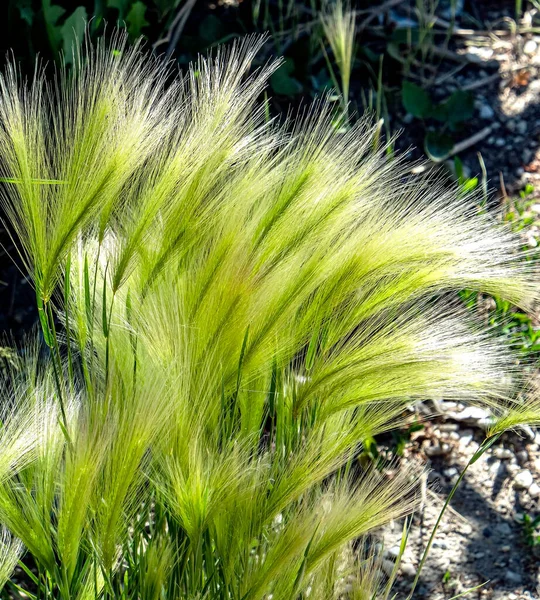 Gras Vergelijkbaar Met Een Vedergras Met Latijnse Naam Hordeum Jubatum — Stockfoto