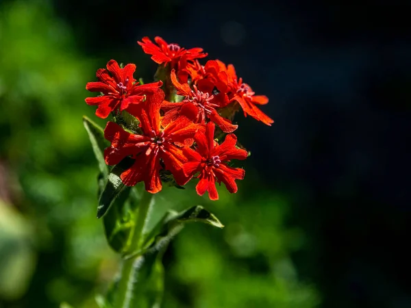 Lychnis Kırmızı Çiçekleri Bahçede Latince Adı Lychnis Chalcedonica Olan Bitkiler — Stok fotoğraf